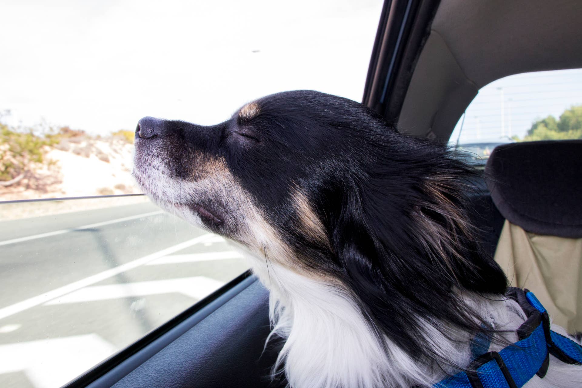 A dog looking through a car window
