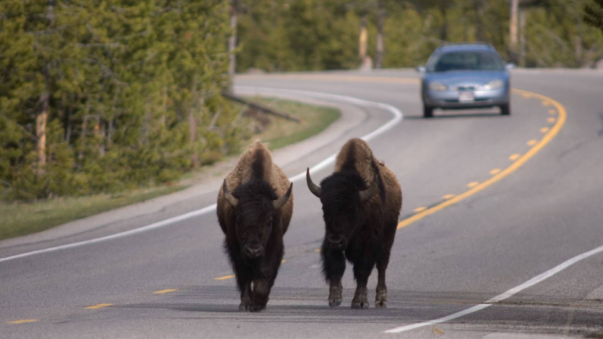 Bison in the wrong lane