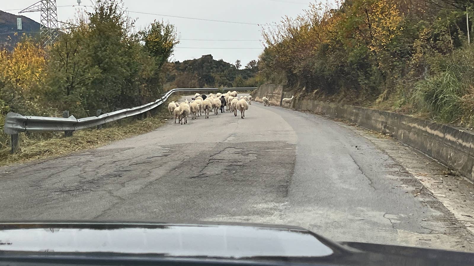 Sheep on the road