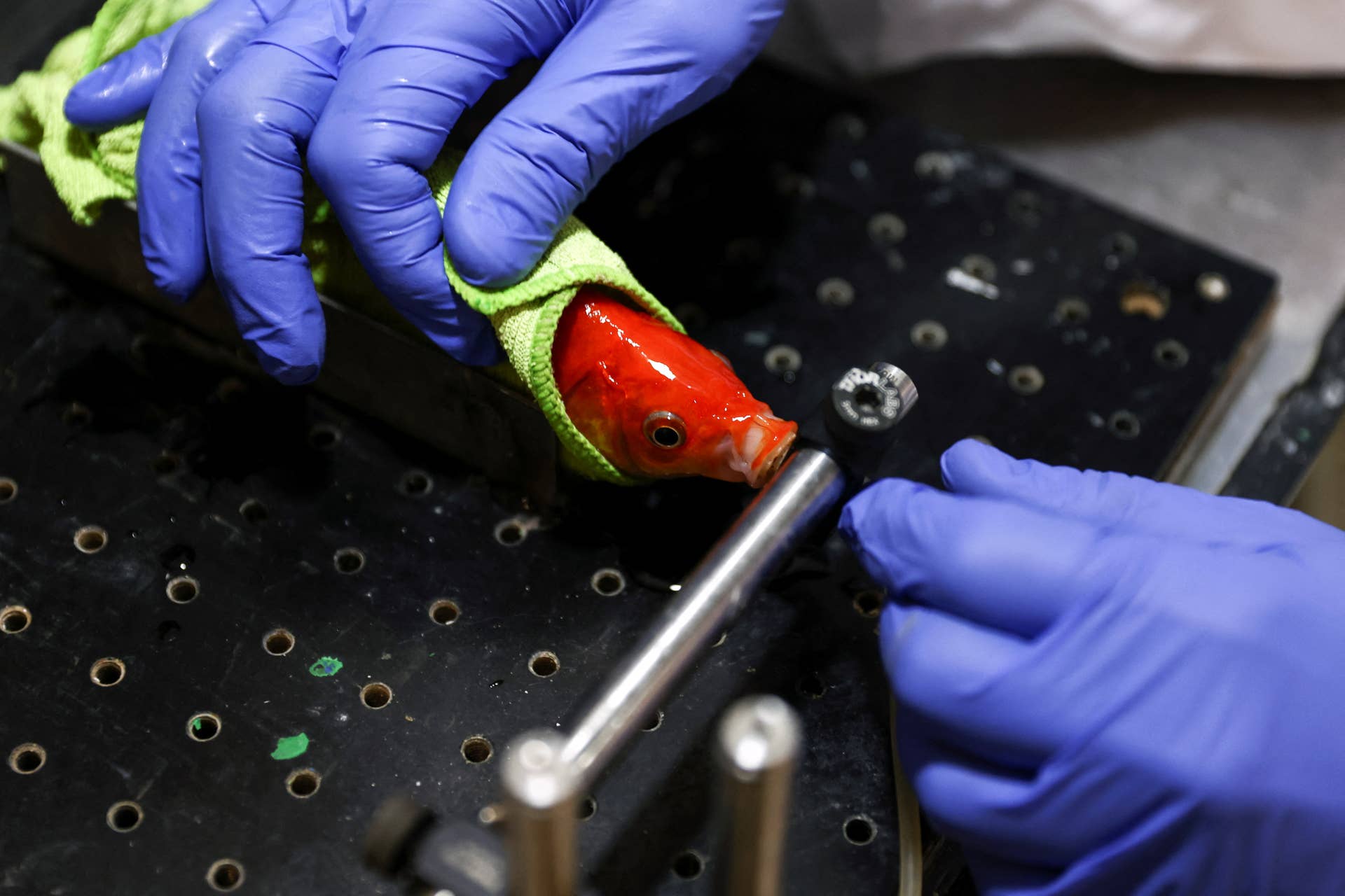 A researcher prepares a goldfish to learn how to navigate with a fish-operated vehicle on land, at Ben-Gurion University in Beersheba, Israel, January 6, 2022. Picture taken January 6, 2022. REUTERS/Ronen Zvulun