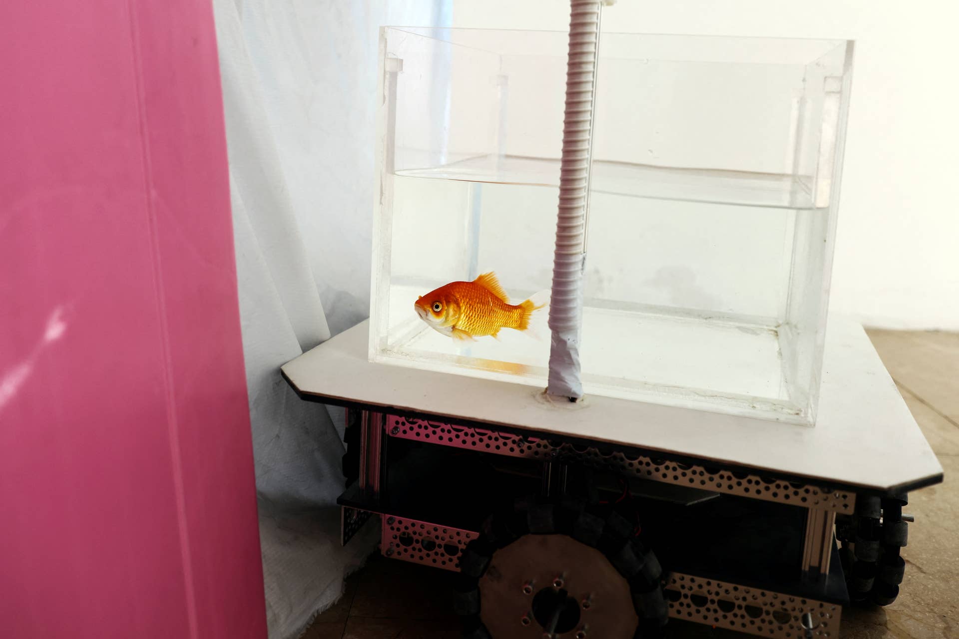 A goldfish navigates on land using a fish-operated vehicle developed by a research team at Ben-Gurion University in Beersheba, Israel, January 6, 2022. Picture taken January 6, 2022. REUTERS/Ronen Zvulun