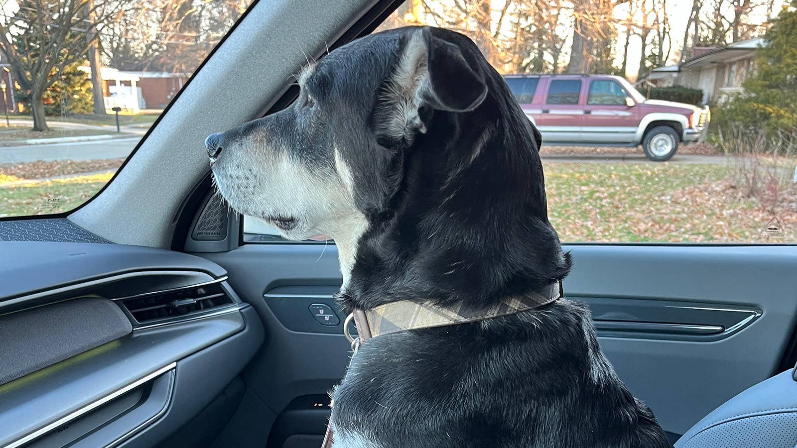 My dog Rusty eagerly waiting for us to get on the road to meet my parents