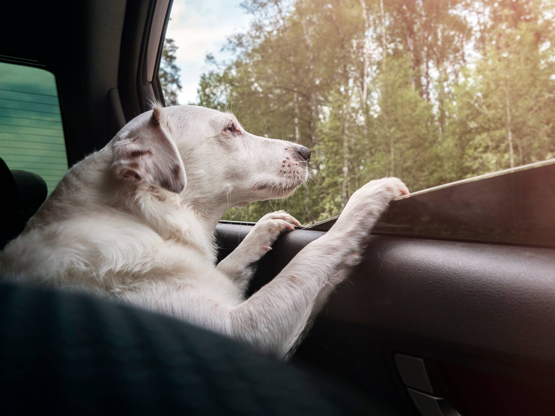 The dog looks out of the car window. Travel concept, vacation.