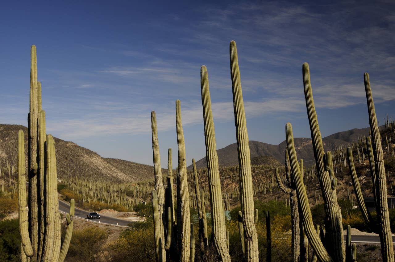 Roots of a legend: Mexicos Carrera Panamericana with the Mercedes-Benz SLS AMG