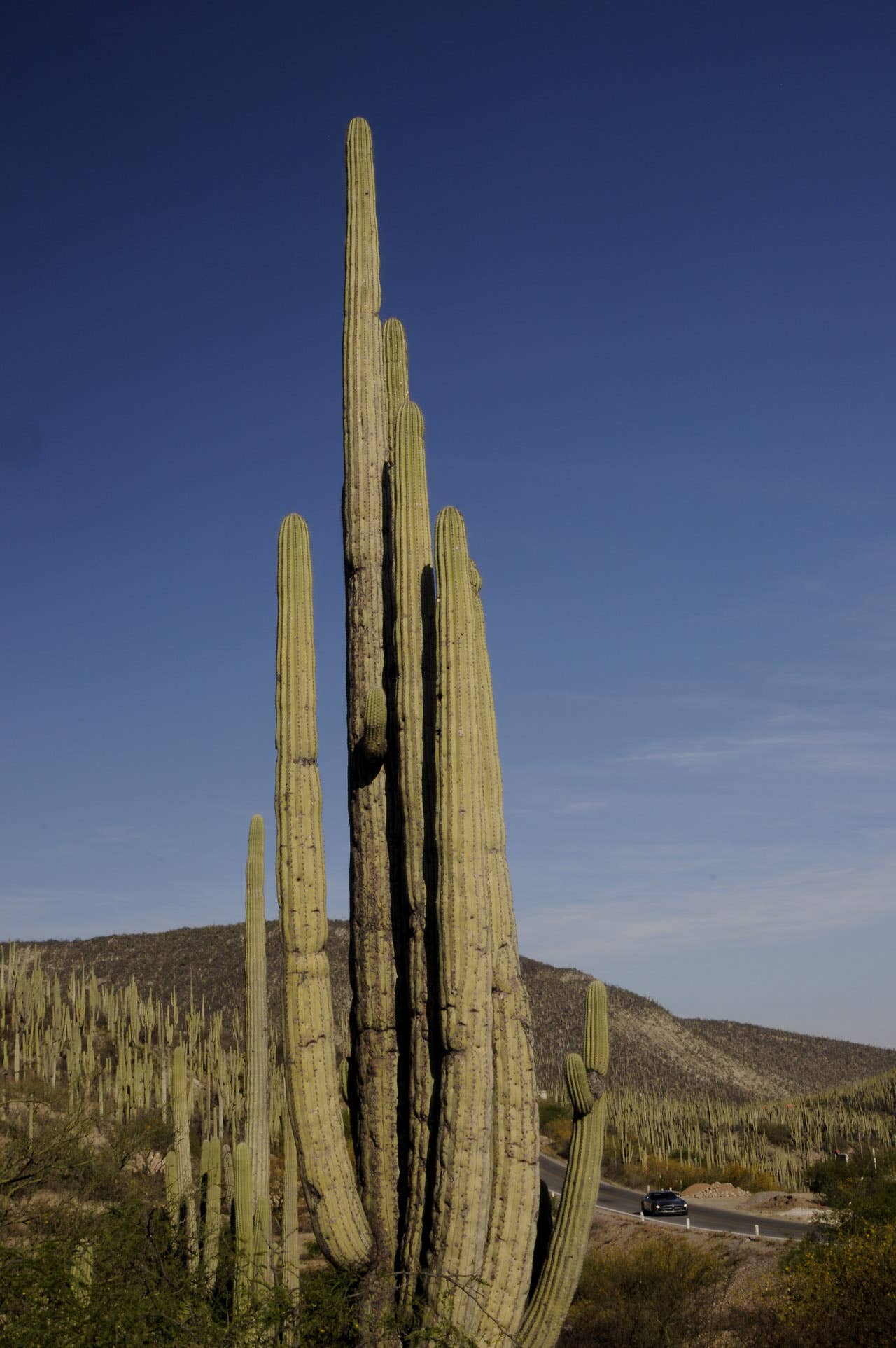 Roots of a legend: Mexicos Carrera Panamericana with the Mercedes-Benz SLS AMG
