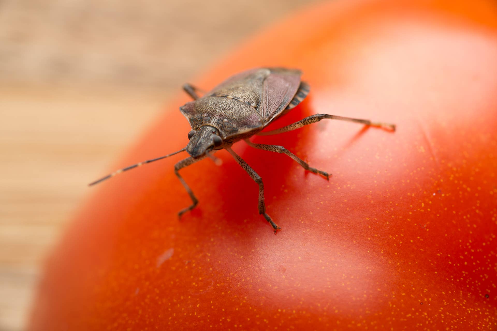 Halyomorpha halys, the brown marmorated stink bug, stink bug on a tomato. (Photo by: Edwin Remsburg/VW Pics via Getty Images)