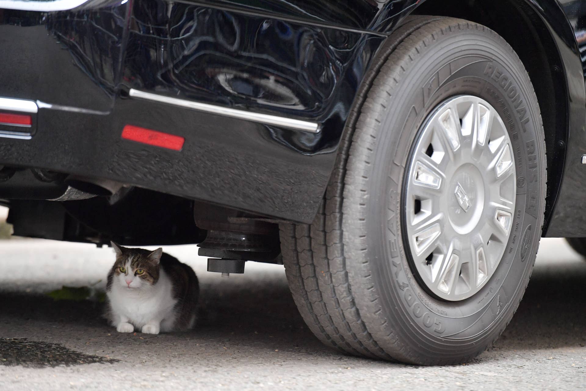 Larry the Downing Street cat sits underneath The Beast, the armoured Cadillac of US President Donald Trump, in Downing Street in London on June 4, 2019, on the second day of their three-day State Visit to the UK. - US President Donald Trump turns from pomp and ceremony to politics and business on Tuesday as he meets Prime Minister Theresa May on the second day of a state visit expected to be accompanied by mass protests. (Photo by Daniel LEAL-OLIVAS / AFP) (Photo credit should read DANIEL LEAL-OLIVAS/AFP/Getty Images)