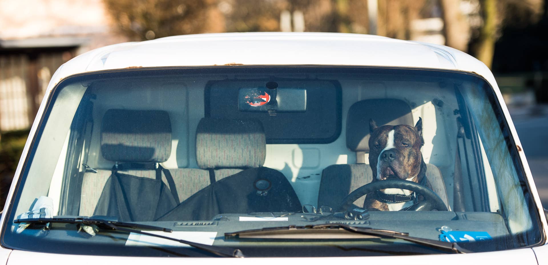 A dog named 'Face' of the Alano Espanol breed sits behind the steering wheel of a parked car on February 17, 2016 in Hamburg, northern Germany. / AFP / dpa / Lukas Schulze / Germany OUT (Photo credit should read LUKAS SCHULZE/AFP/Getty Images)