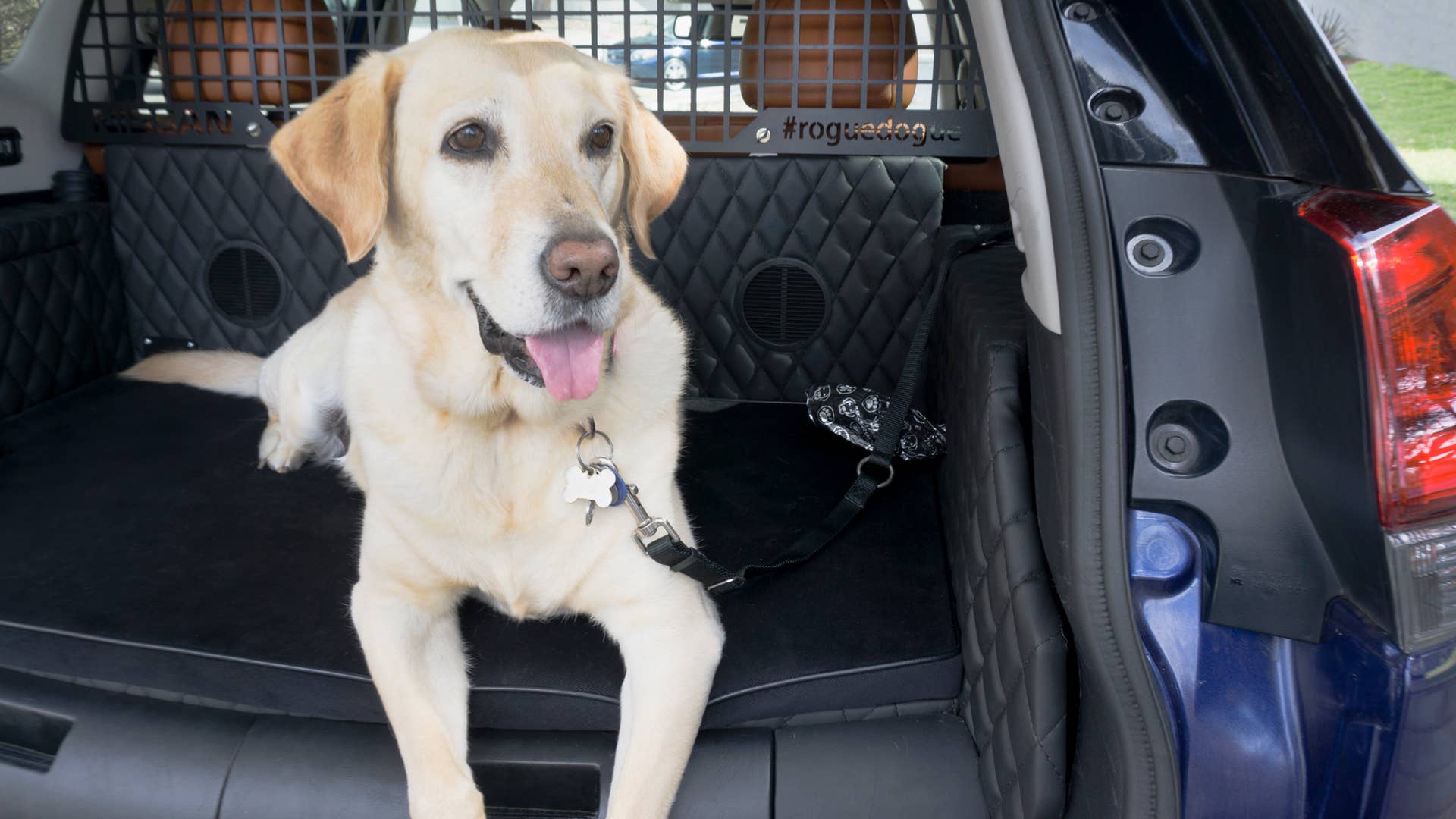 A Georgia senator has proposed a new bill that would protect those who break into cars to save distressed animals.