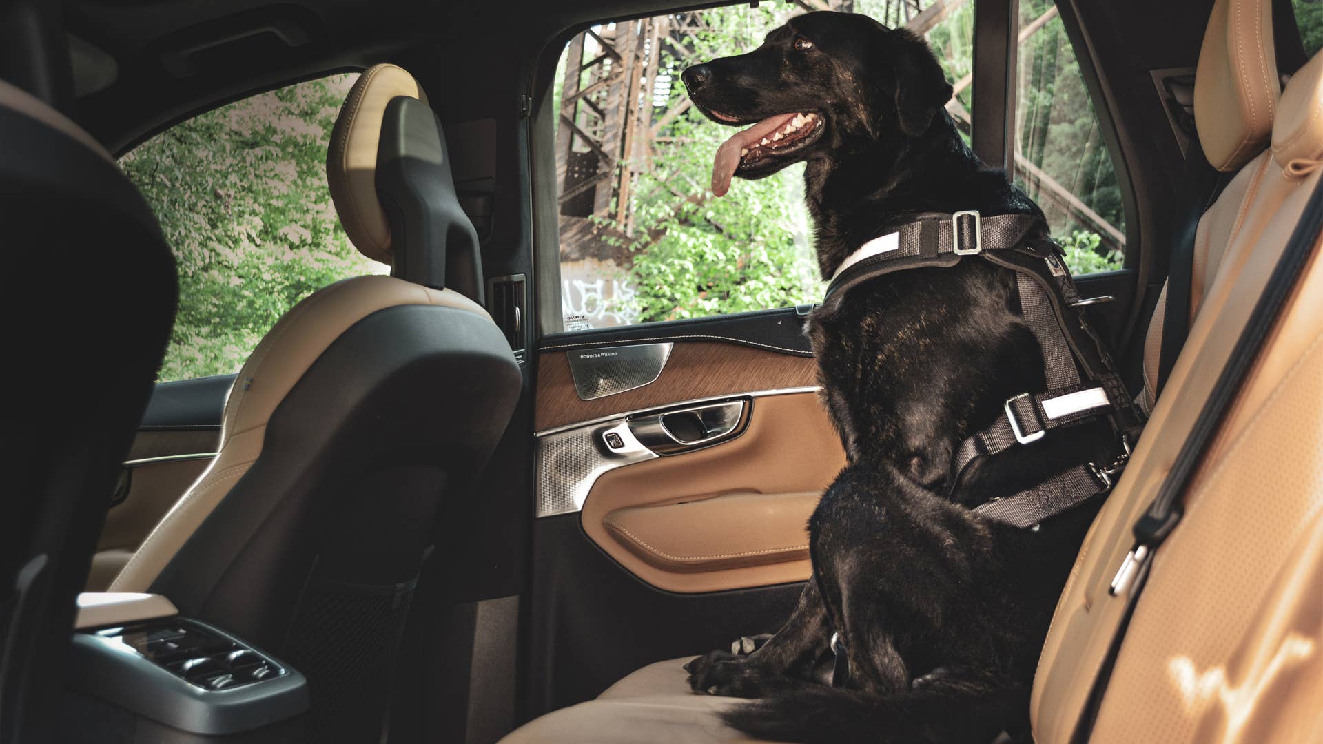 Dog in a harness in the backseat of a Volvo