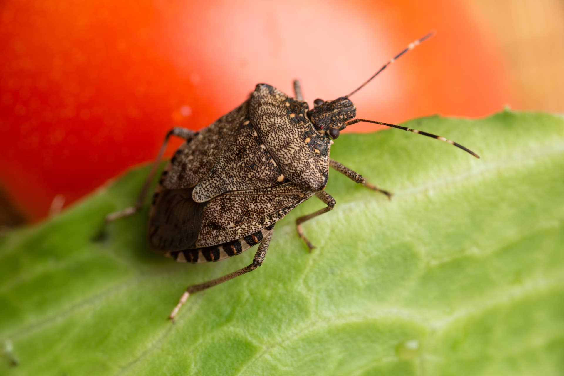 Halyomorpha halys, the brown marmorated stink bug, stink bug on a tomato. (Photo by: Edwin Remsburg/VW Pics via Getty Images)