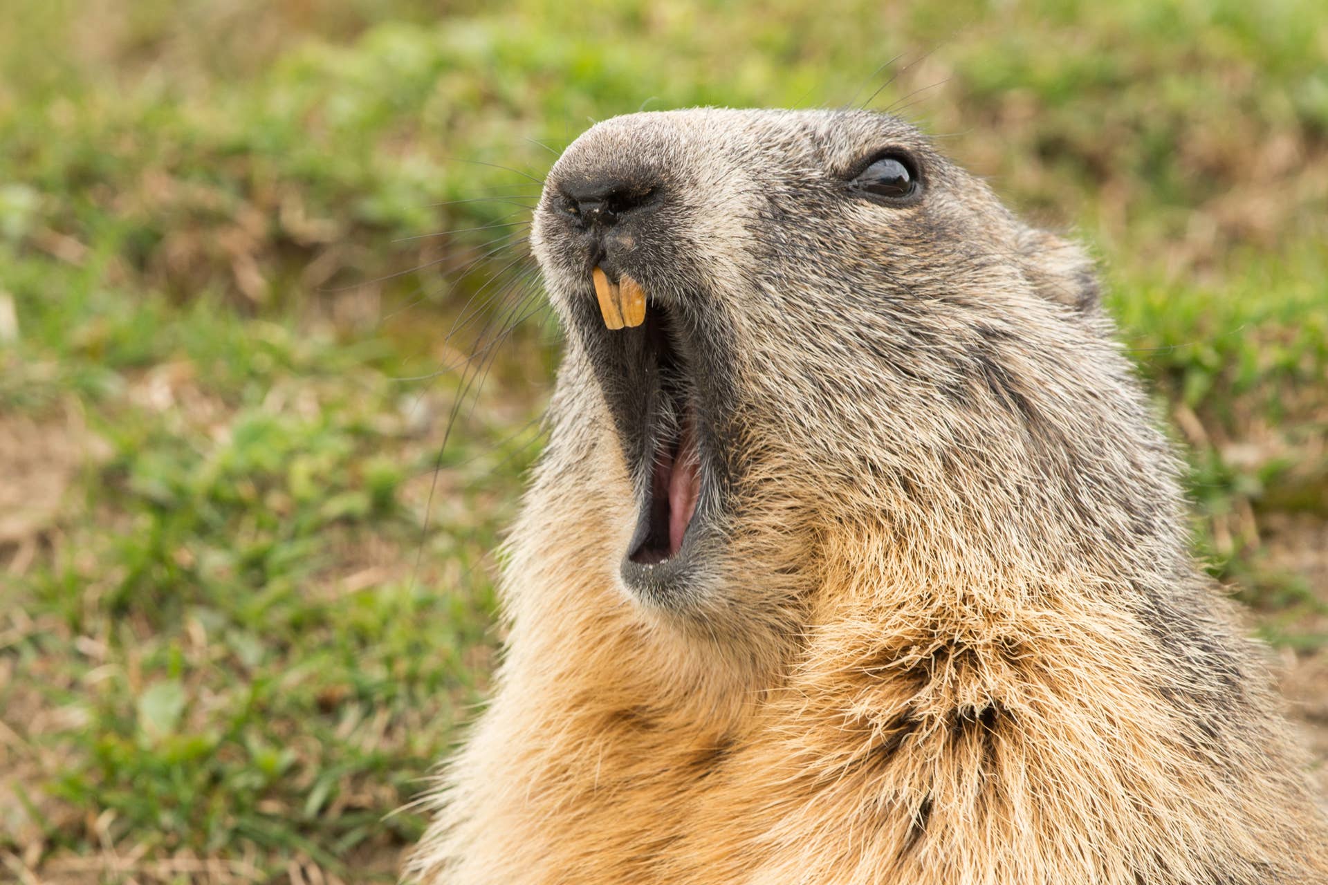 ground hog marmot day close up portrait while yawning