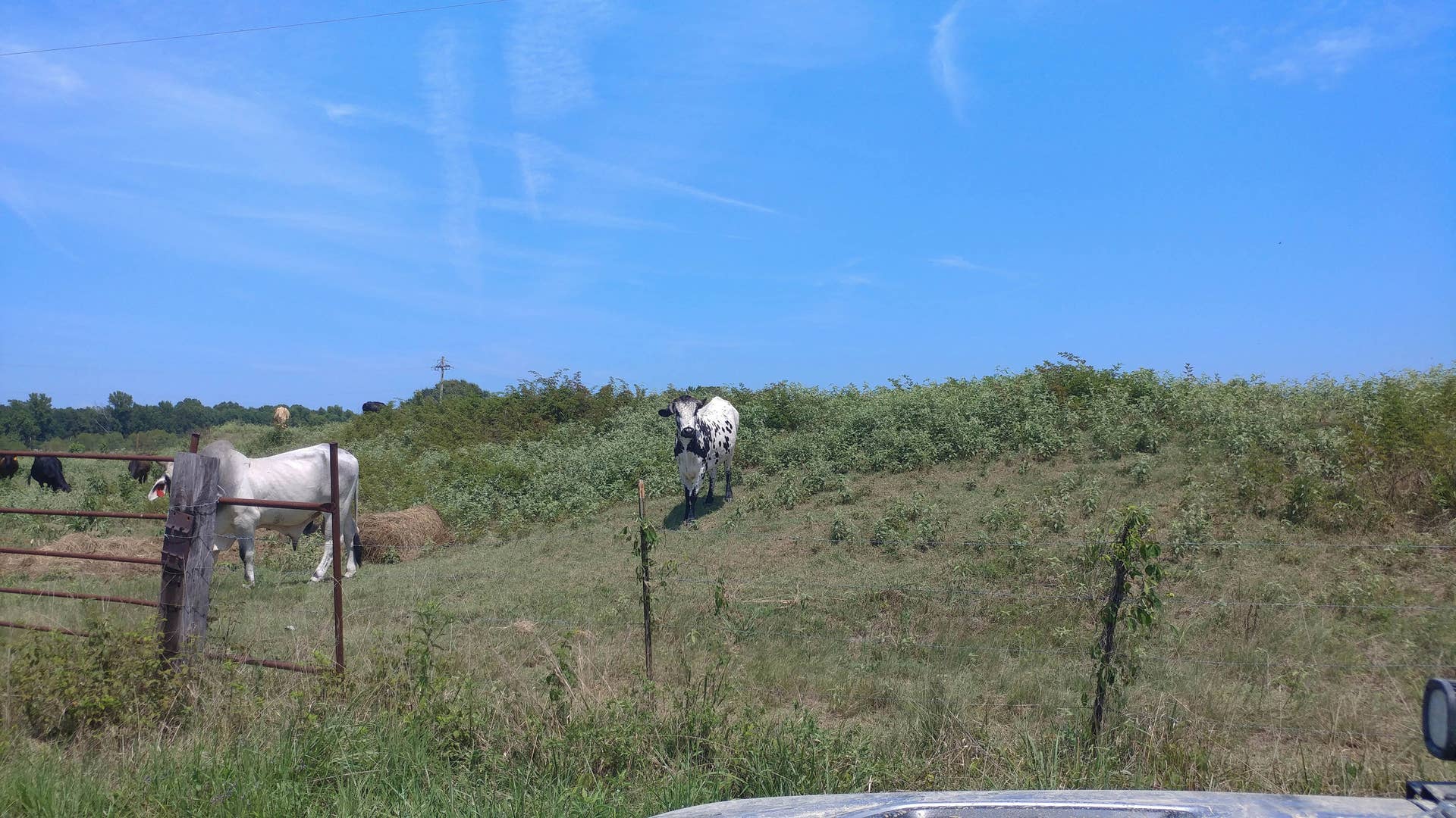 A Dalmatian cow. That is all.