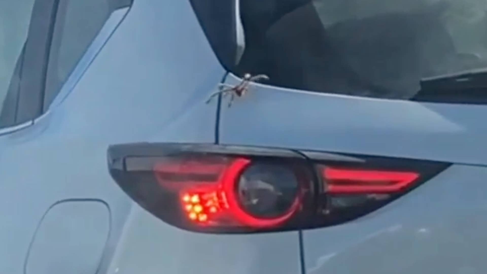 This massive spider is looking for a new home in this CX-5.