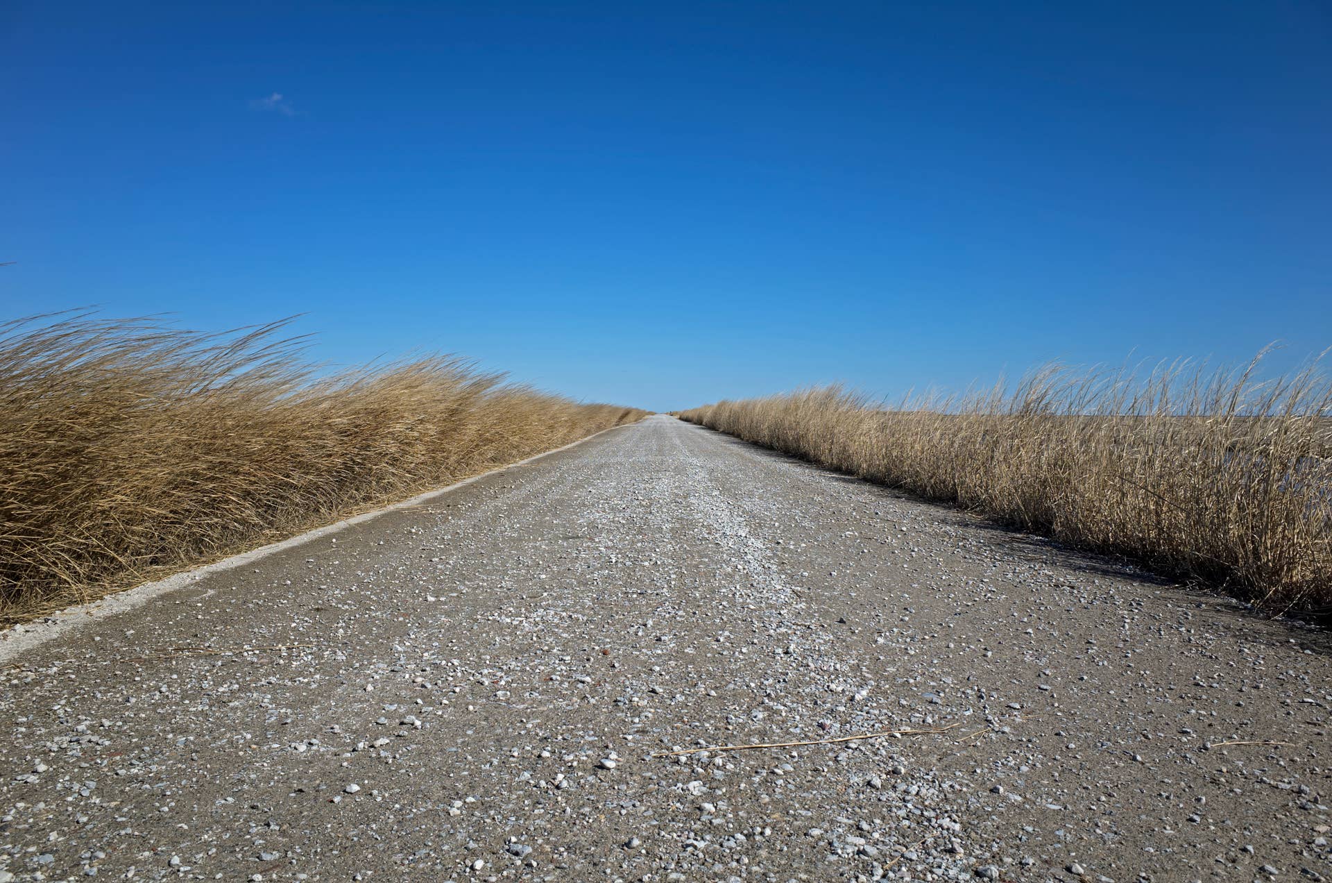 Dirt and gravel marsh grass enshrouded road along coastal wetlands on a bright sunny late winter day.