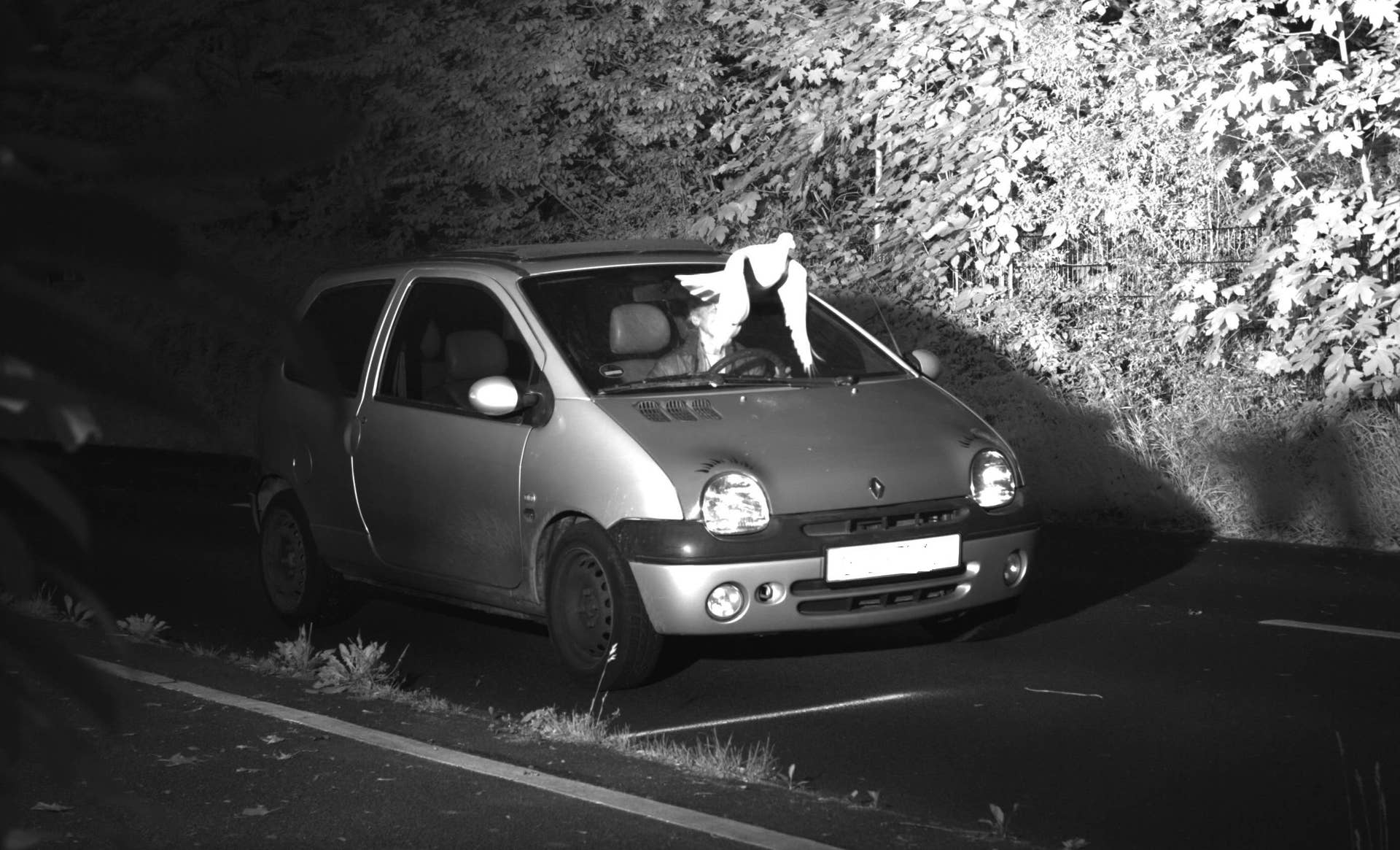 Speed camera bird