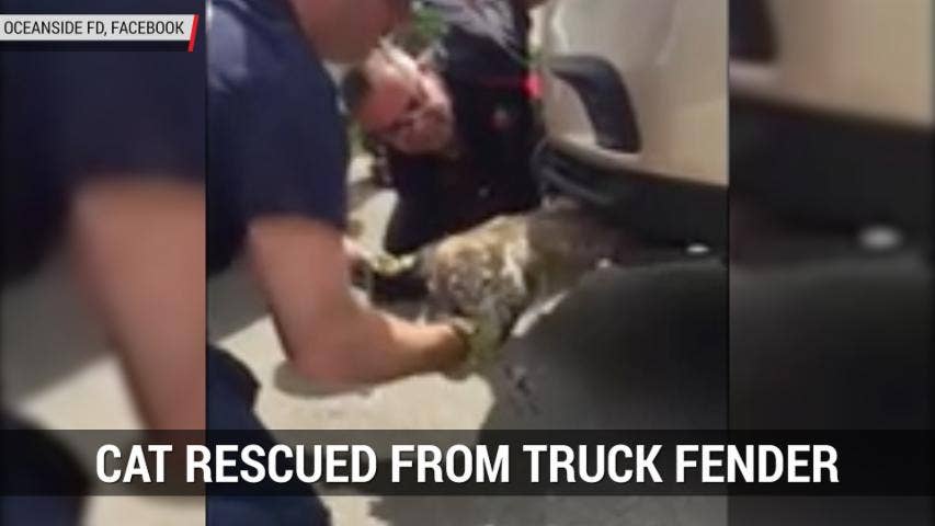 Cat Rescued From Truck Fender | Autoblog Minute