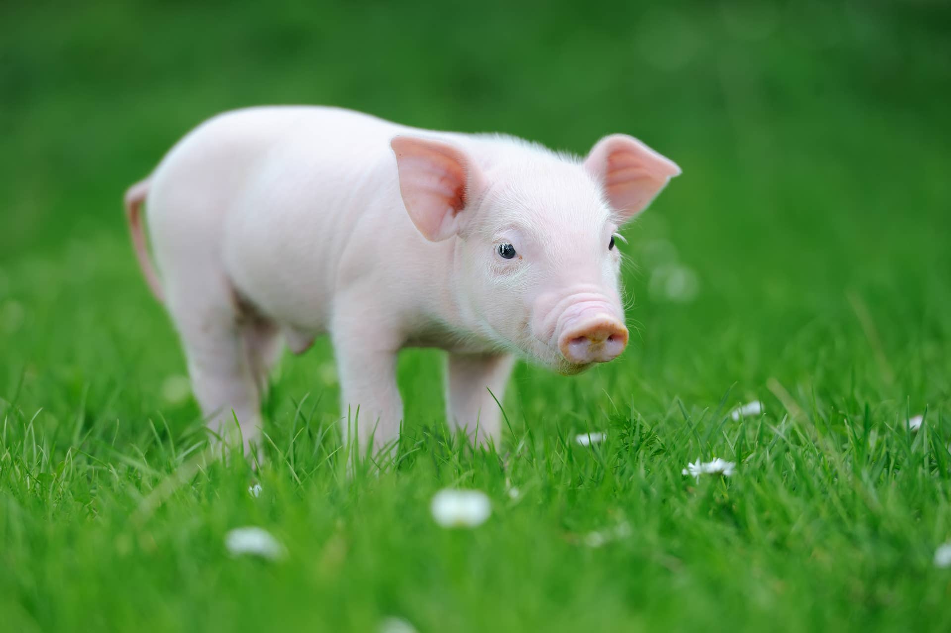 Young funny pig on a spring green grass