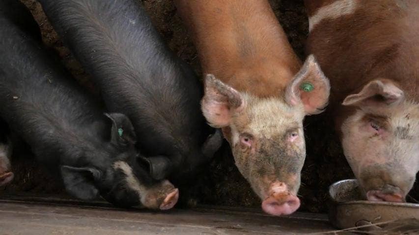 Life is a Higway Made of Pig Feces