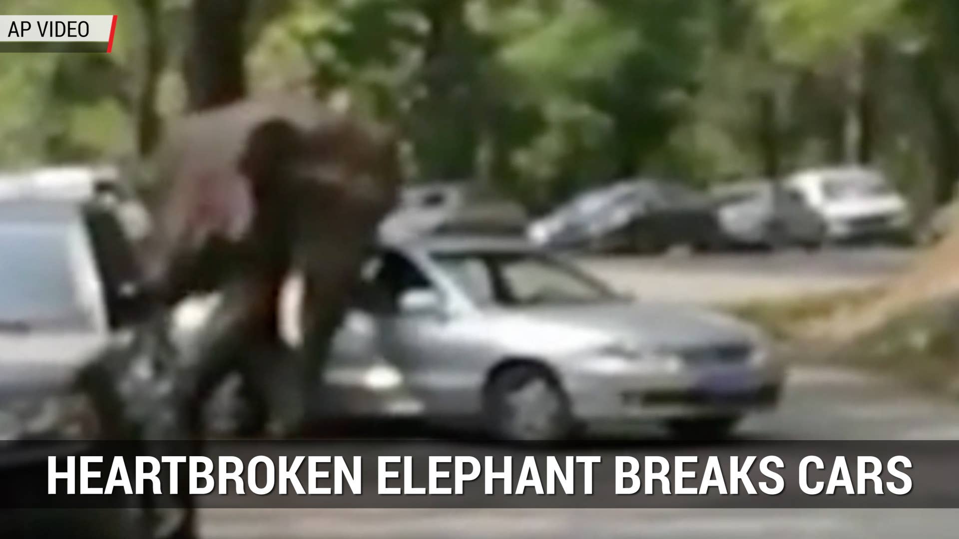 Heartbroken Elephant Breaks Cars | Autoblog Minute
