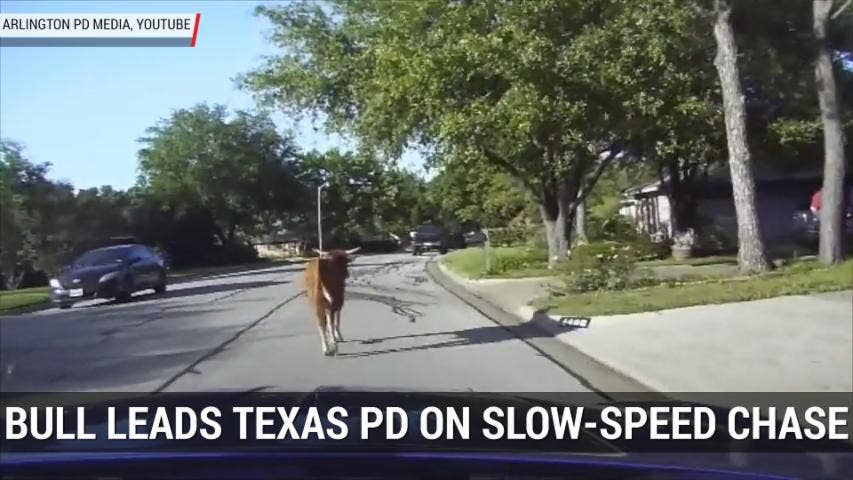 Bull Leads Police On Slow Speed Chase Through North Texas | Autoblog Minute