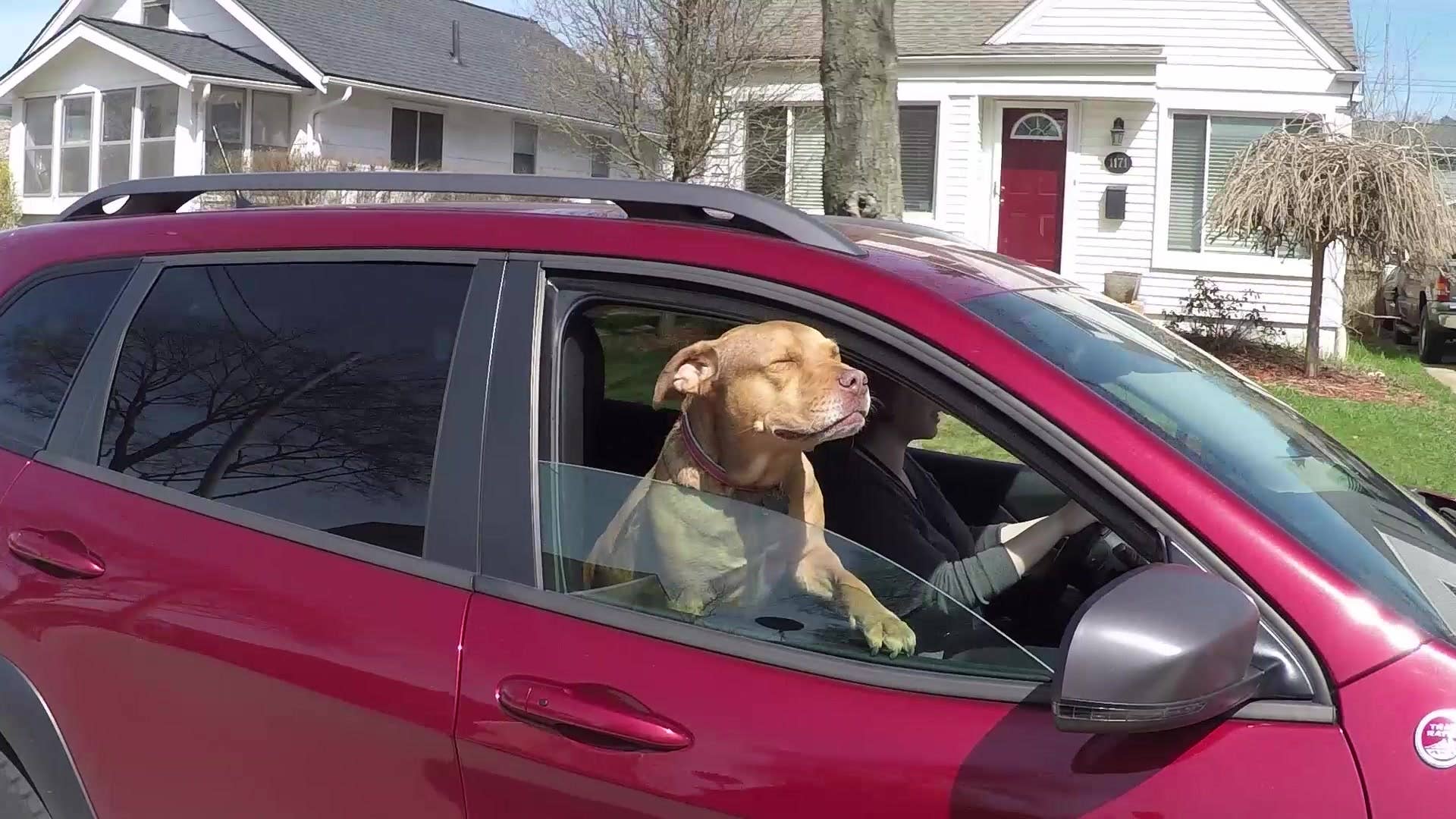 Hank the Autodog Goes for a Ride in the 2014 Jeep Cherokee Trailhawk