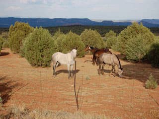Somewhere near the Arizona-New Mexico border, we pulled over to photograph the Countryman, and we found these beauties. Nothing more to say here.