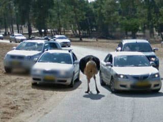This is why we use humans, not large birds, to direct traffic.