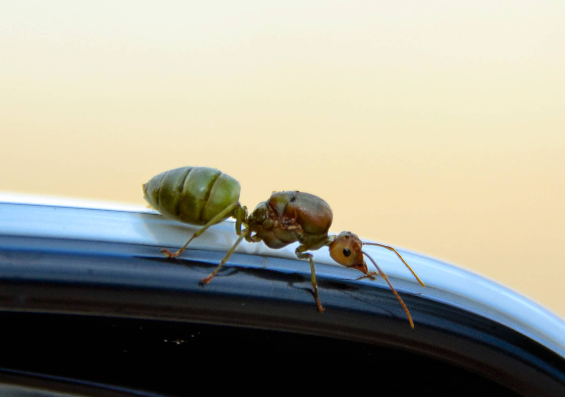 Green ants on the roof of the car