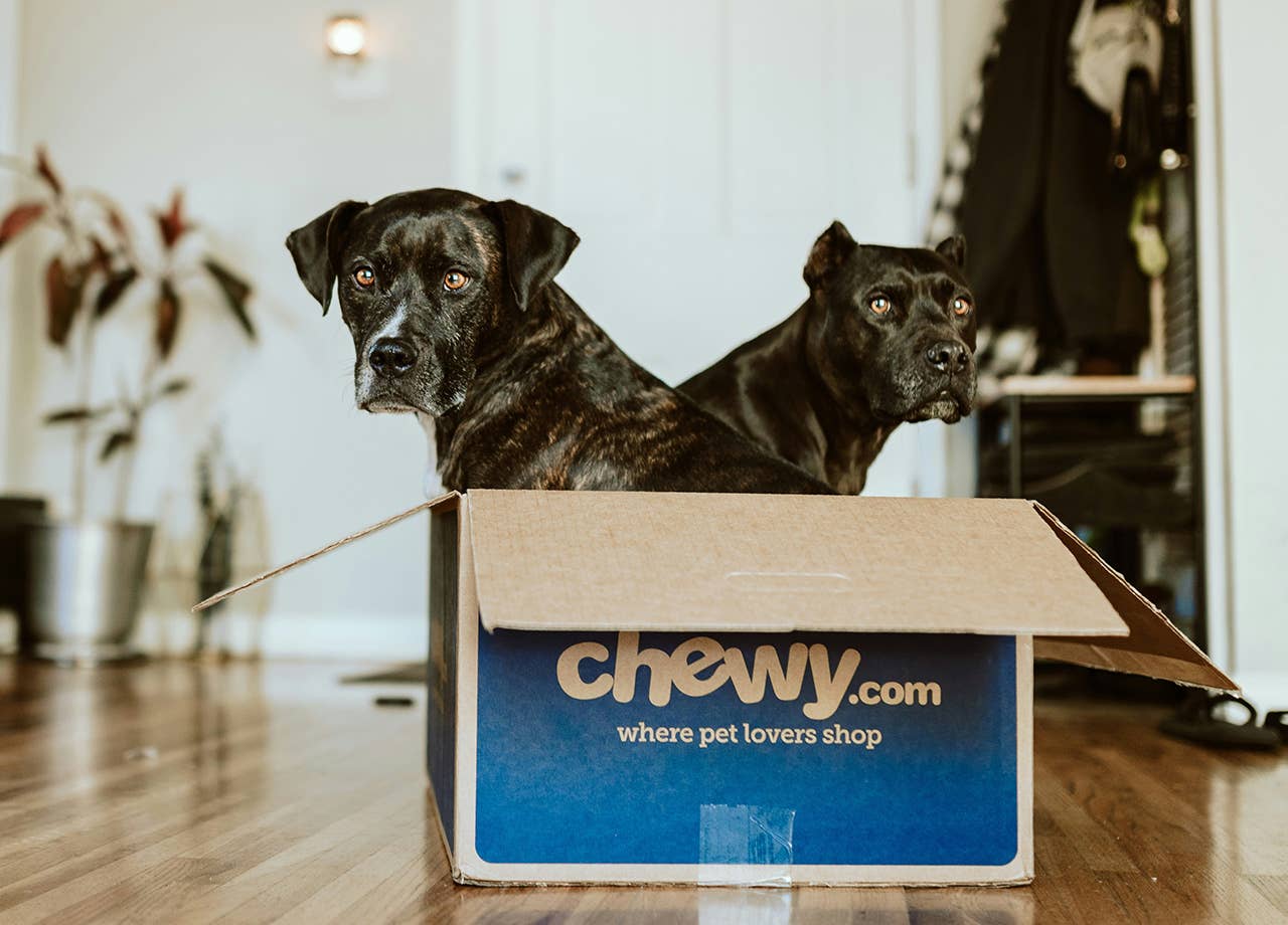 Two dogs in a Chewy delivery box