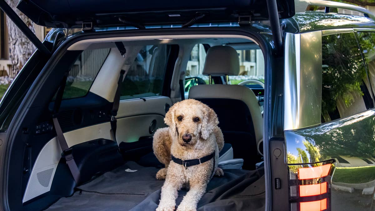 2026 Hyundai Palisade Dog Review: A Backyard Inside An SUV