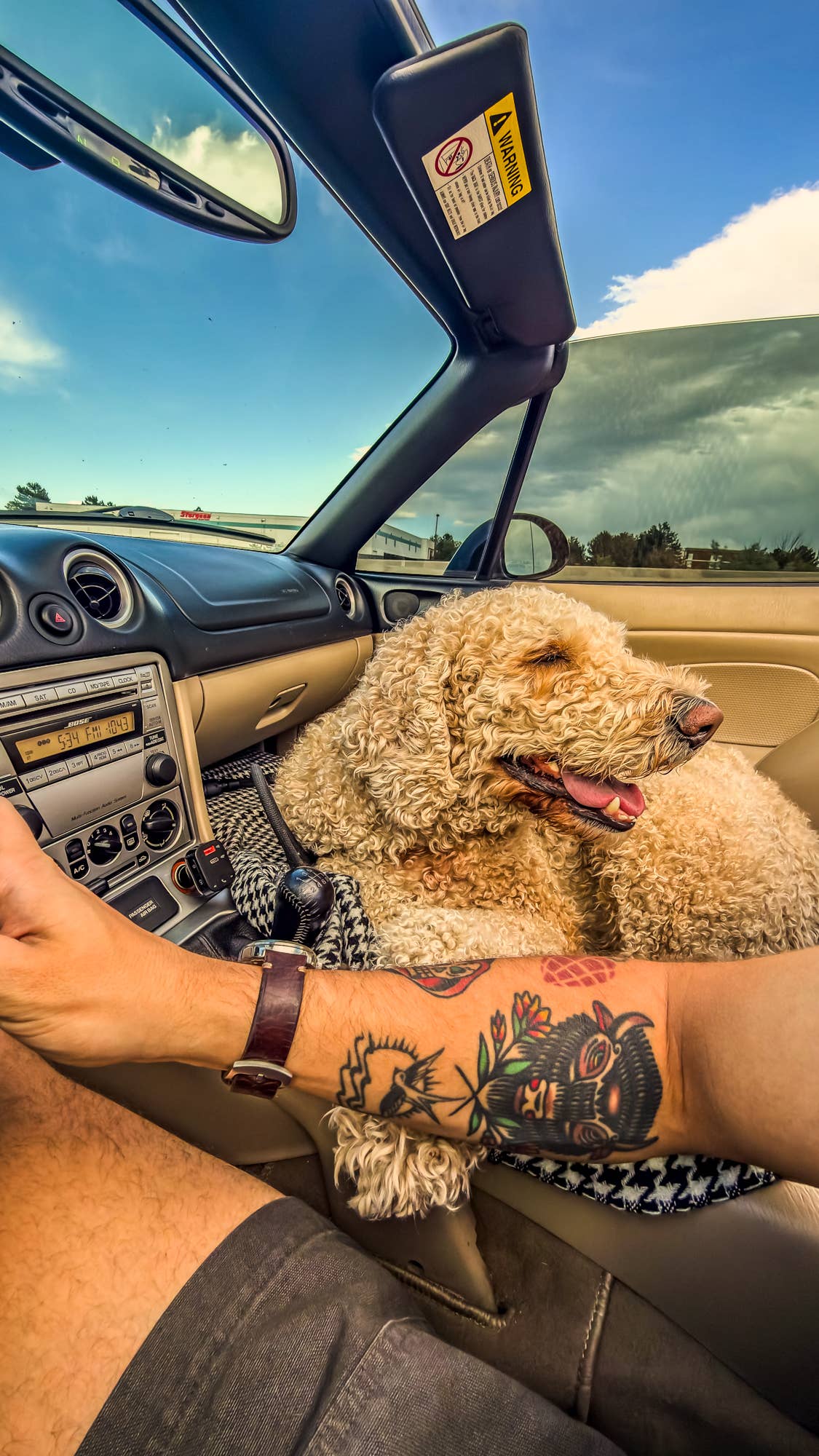 Miata dog bed