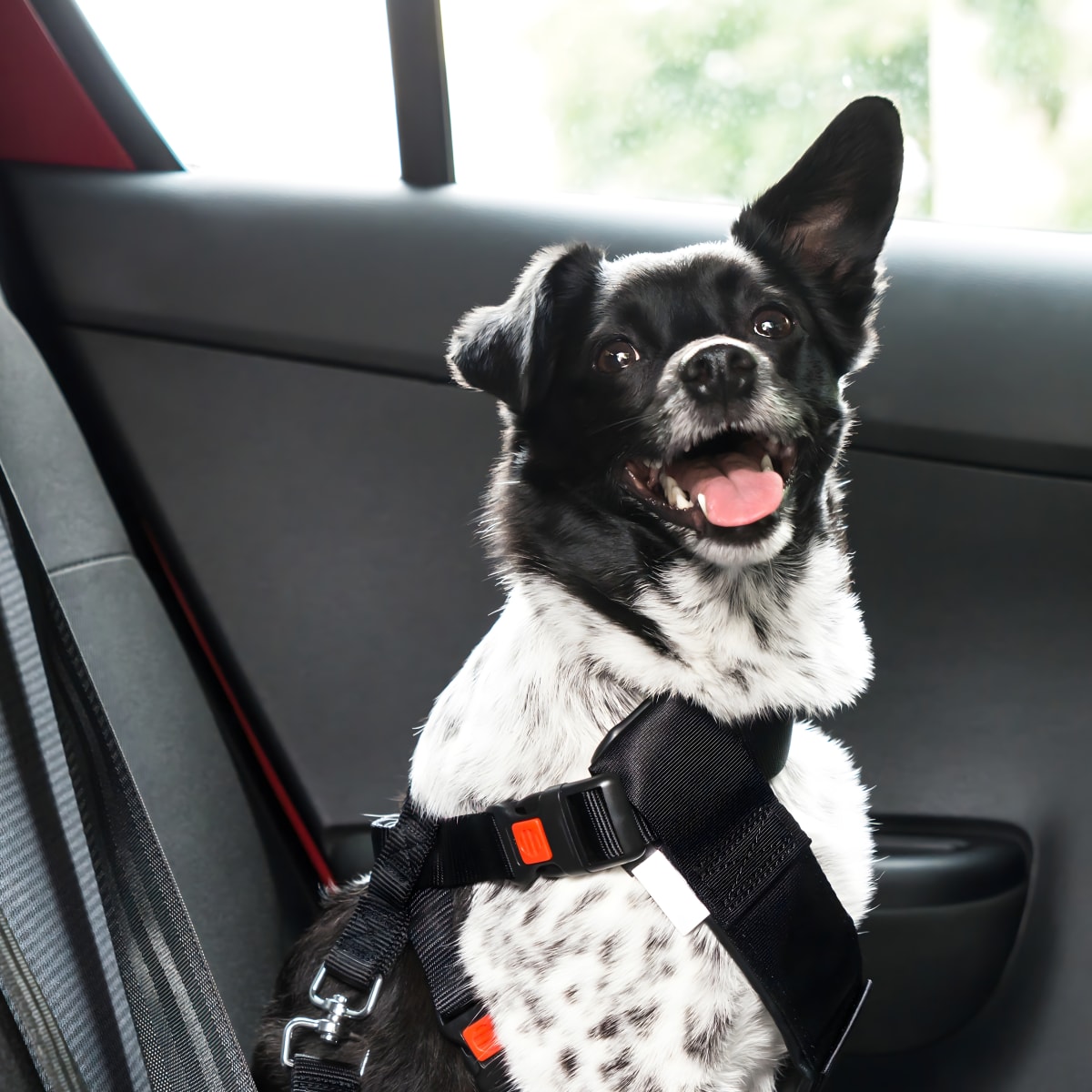 Best dog seat belt 2019 shop