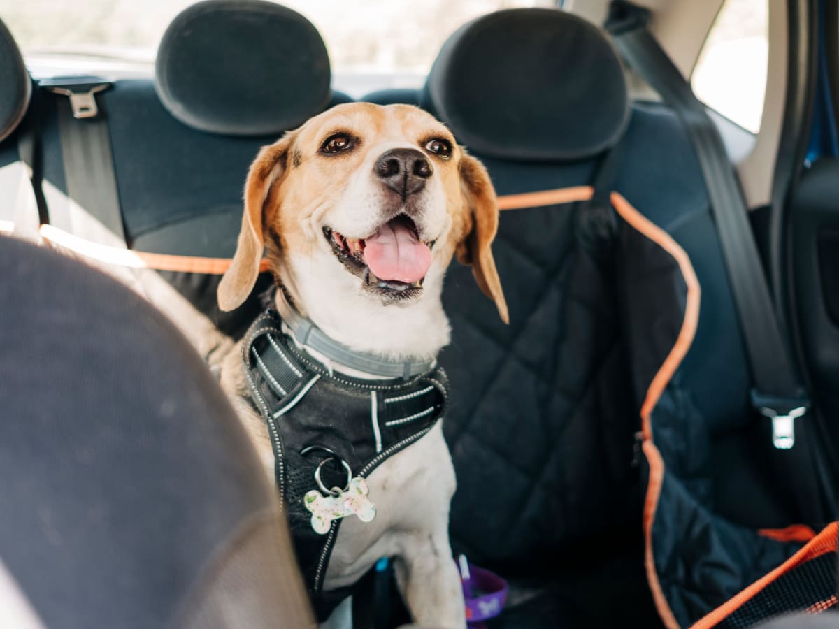 Dog pawty seat belt shop