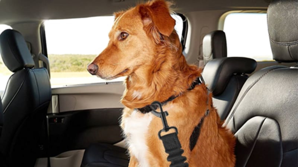 The best dog seatbelts of 2024 Autoblog Car News Reviews and Buying Guides