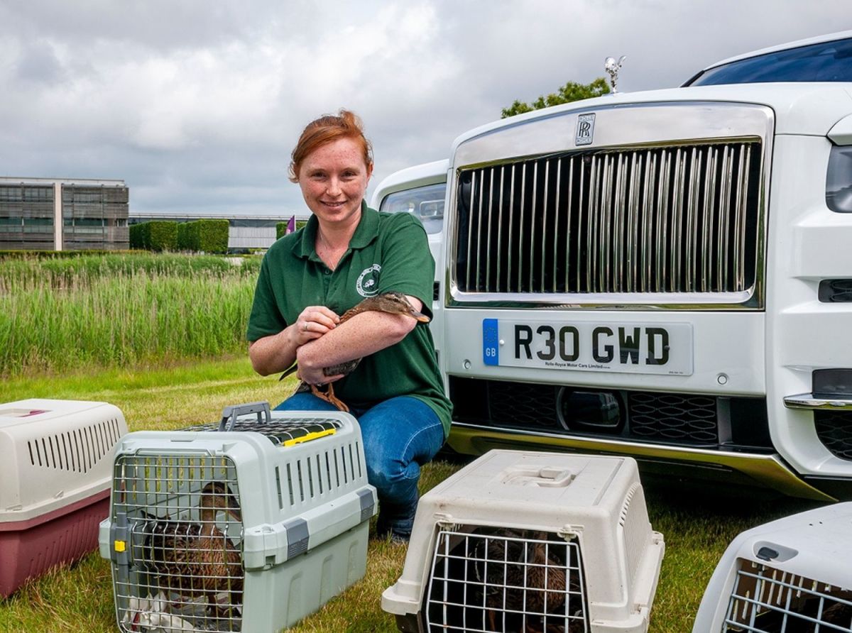 Lucky ducks rescued, ride in a RollsRoyce to their new Goodwood home