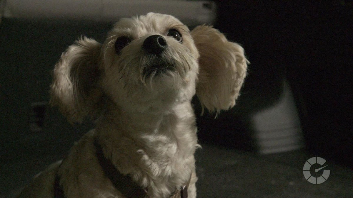 How to remove dog hair from car interiors Autoblog Details Autoblog