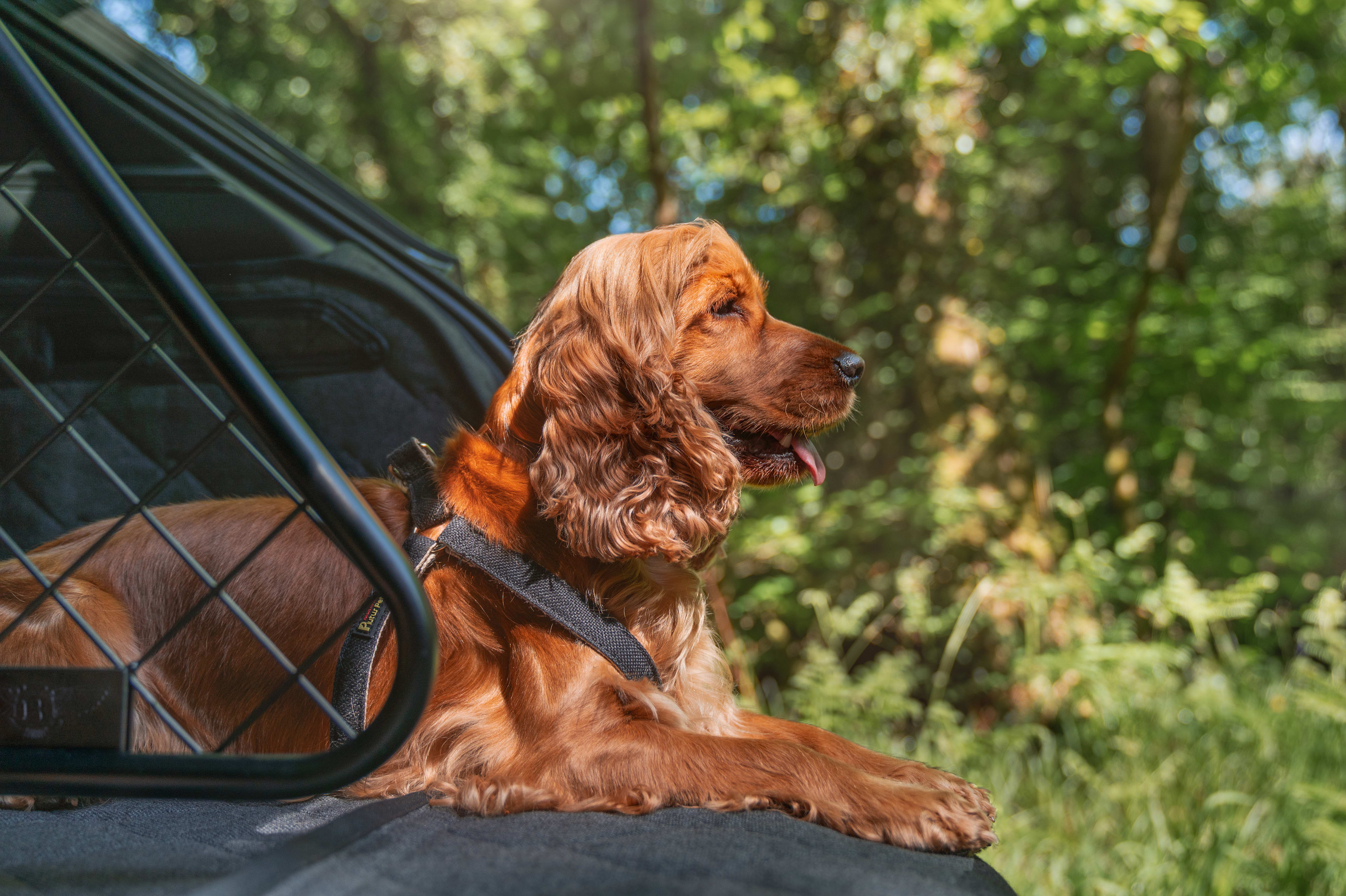 Jaecoo Pet-Friendly SUV Pioneers New TUV-Certified Interior for Pets 4 pet accessories 3